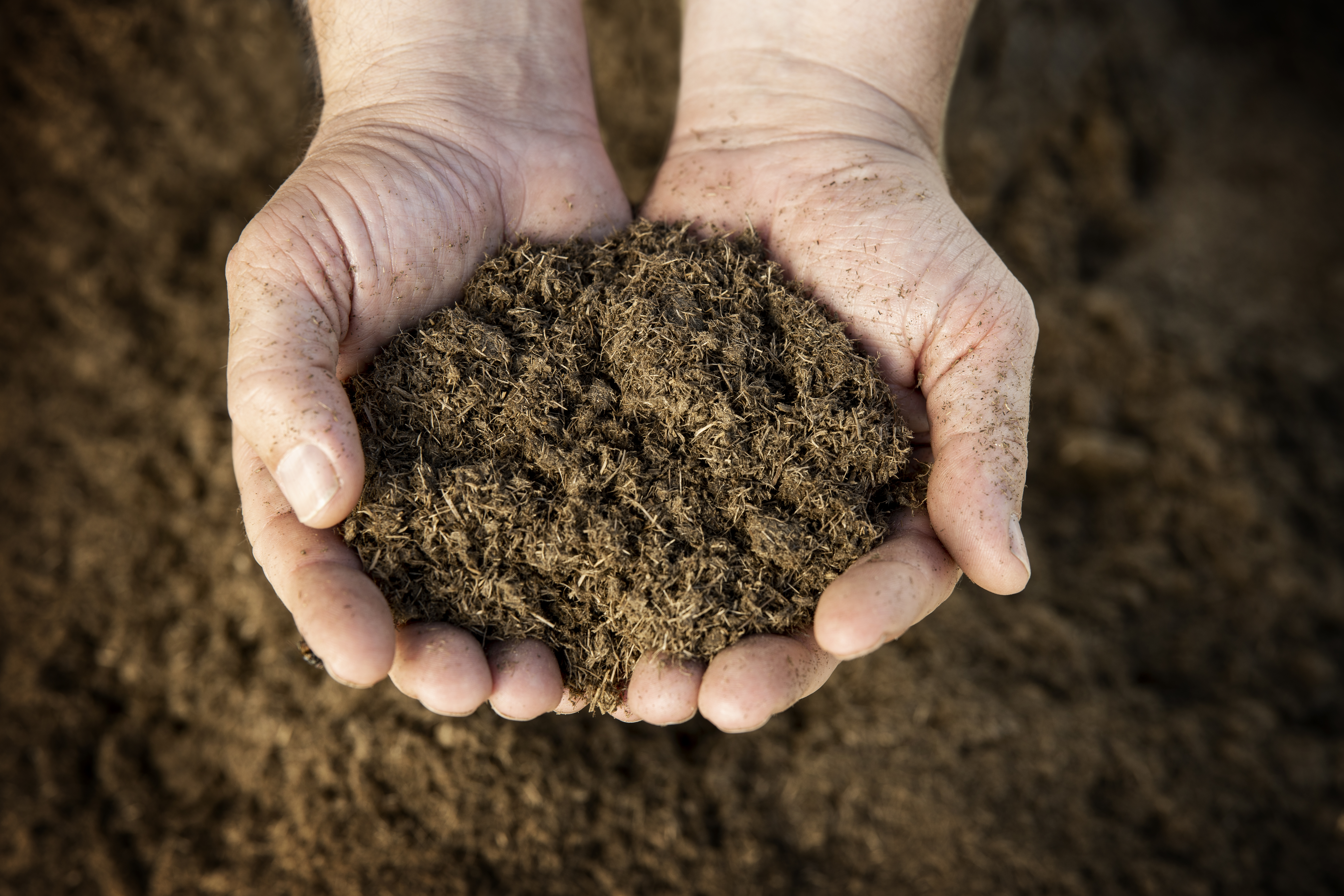 Zwei Hände halten Silphie-Fasern