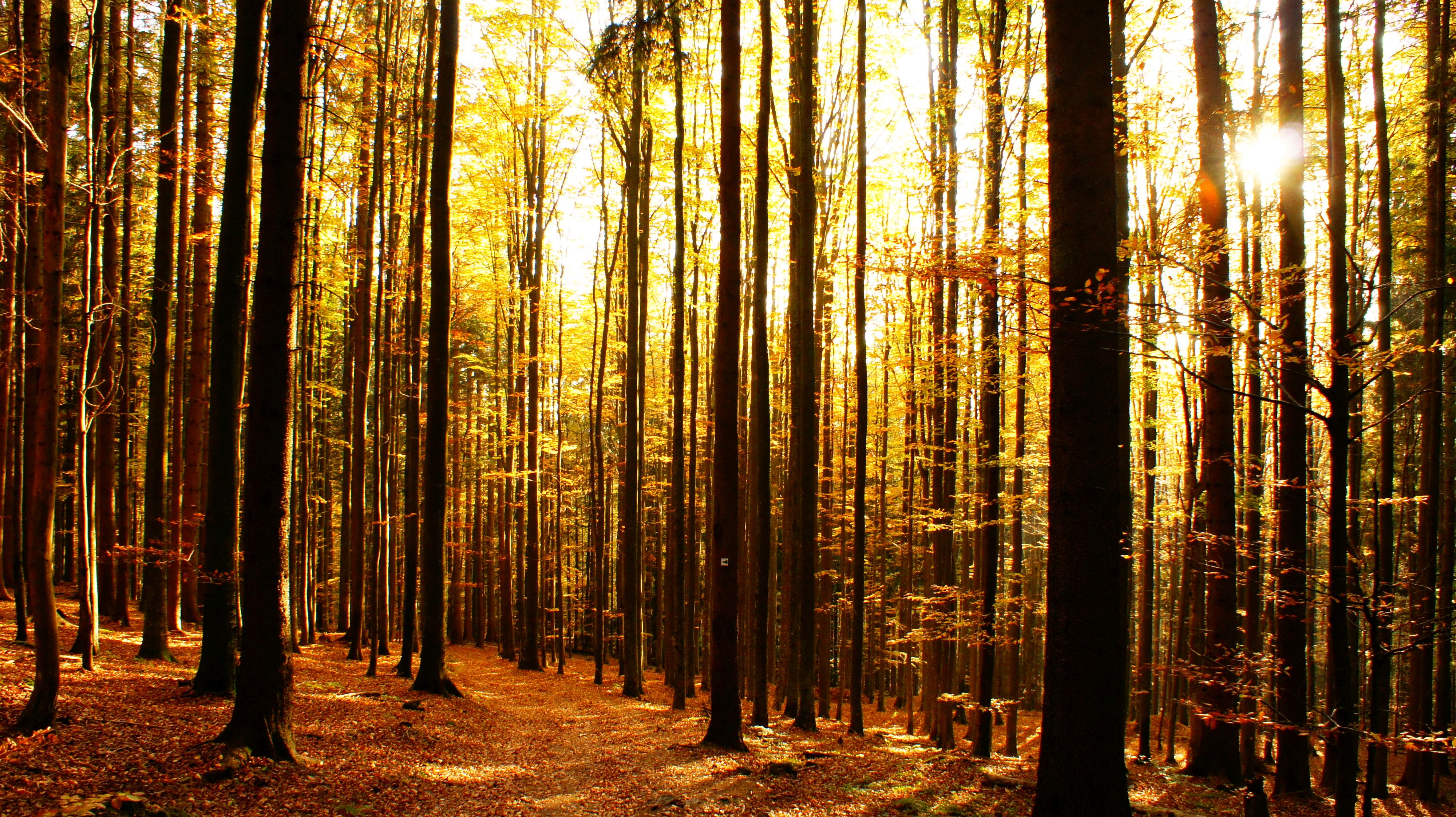 La imagen muestra un bosque otoñal inundado de luz solar.
