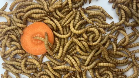 Mealworms