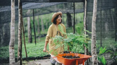 Farmer seedlings distribution